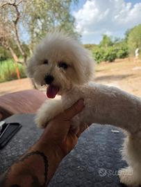 maltipoo