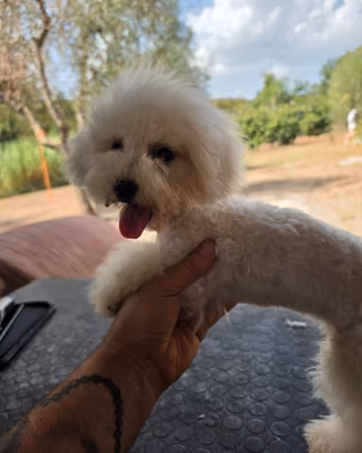 maltipoo