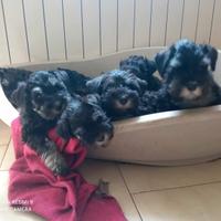 Cuccioli Di Schnauzer Nano Nero Argento