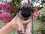 Immagine 5