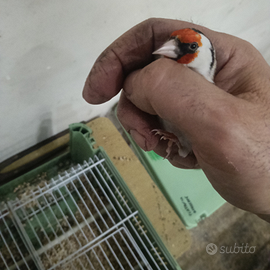 Coppia cardellini eumo