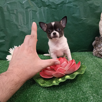 Chihuahua femmina tricolore 3 mesi toy