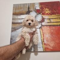 Barboncino taglia piccola