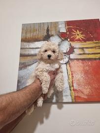 Barboncino taglia piccola