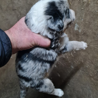 Cuccioli pastore australiano