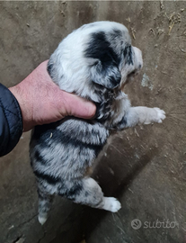 Cuccioli pastore australiano