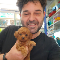 Cuccioli mini toy :barboncini*maltipoo*spitz pomer