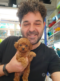 C.i mini toy :barboncini*maltipoo*spitz pomer.malt