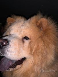 Cane Chow Chow
