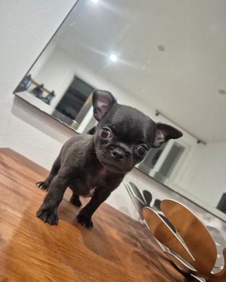 Cuccioli pelo corto chihuahua