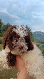 Cuccioli di Lagotto romagnolo