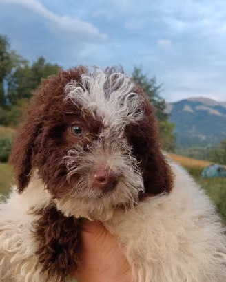 Cuccioli di Lagotto romagnolo