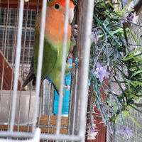 Pappagalli inseparabili