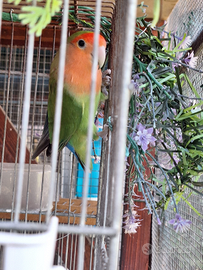 Pappagalli inseparabili