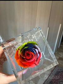 Rosa stabilizzata multicolor