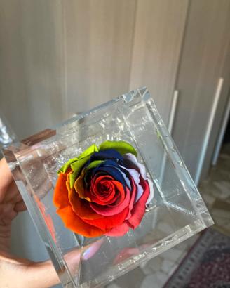 Rosa stabilizzata multicolor