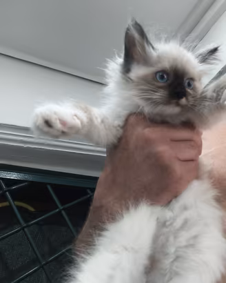 Gatti Siberiani ipoallergenico disponibili 700