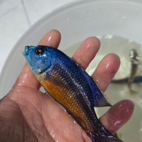 Ciclide africano Protomelas taeniolatus "Namalenje