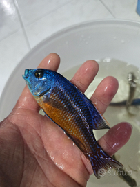 Ciclide africano Protomelas taeniolatus "Namalenje