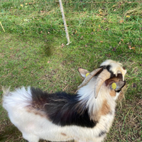 Capretta tibetana