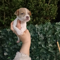 Jack russell nani a zampa corta