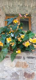 A.A.DAMA COMPAGNIA ITALIANA