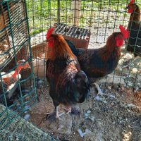 Marans galli