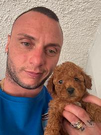 Barboncini nanetti piccoli