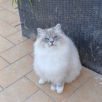 Ragdoll F