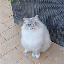Ragdoll F