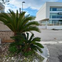 Cycas revoluta