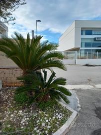 Cycas revoluta