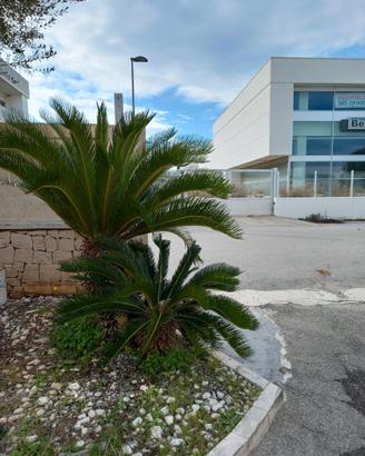 Cycas revoluta