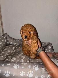 Barboncino nano