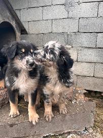 Simil Pastore della Lessinia e del Lagorai