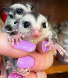 Petauro White face baby