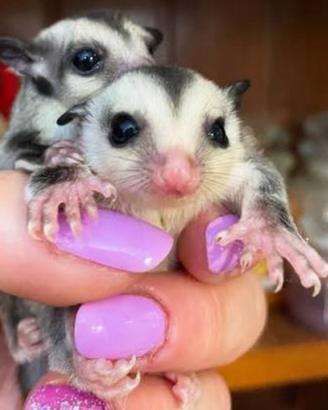 Petauro White face baby