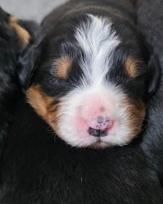 Bovaro del Bernese Cuccioli