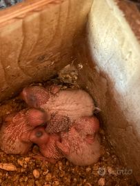 Cocorite australiane