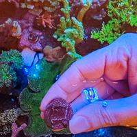 Corallo Montipora superman