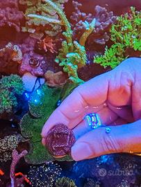 Corallo Montipora superman