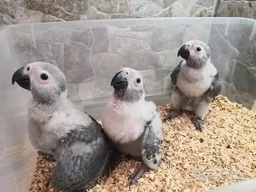 Pappagalli Cenerini DA IMBECCO