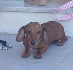 Bassotto kaninchen