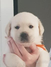 Cuccioli di labrador Retriever