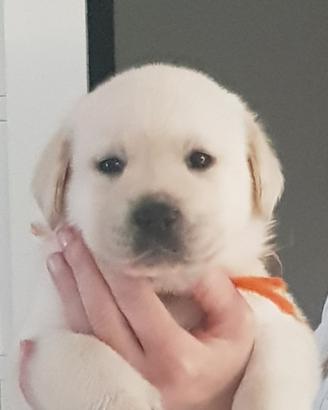 Cuccioli di labrador Retriever