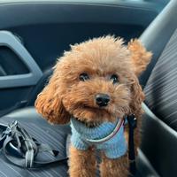 Barboncino mini Toy disponibile per monta