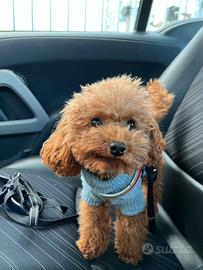 Barboncino mini Toy disponibile per monta