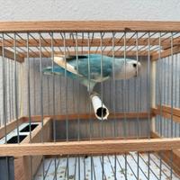 Inseparabile pezzato blu