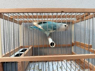 Inseparabile pezzato blu