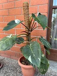 Philodendron “White Princess”